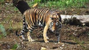 Berikut ini adalah arti mimpi menunggang harimau. Mahasiswa Unsri Dengar Auman Harimau Di Lokasi Penelitian Kampus Rektorat Minta Mahasiswa Waspada Halaman 2 Tribun Lampung