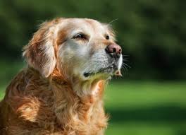 Most tumors occur in dogs over age 10 with a greater number in males. 10 Signs Of Cancer In Dogs Petmd
