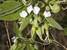 Image result for Cadaba