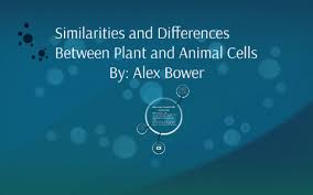 We did not find results for: Similarities And Differences Between Plants And Animal Cells By Alex Bower