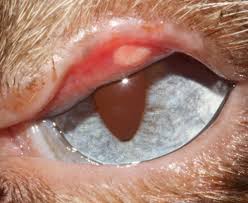 Squamous cell carcinoma (scc) is the most lymphosarcoma and mast cell tumors (mastocytoma) are the next most common tumors that affect the feline eyelid. Eyelid And Conjunctiva Neoplasia In Cats Vetlexicon Felis From Vetstream Definitive Veterinary Intelligence