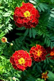 Pflanzen sind insgesamt ein wichtiger bestandteil für eine harmonische wohnatmosphäre und ein verbessertes raumklima. 12 Rote Blumen Fur Garten Balkon Kubel