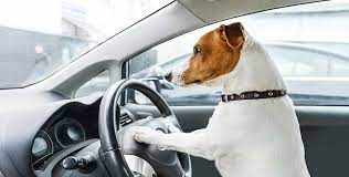 Pawsnclaws is the premier pet shipping and pet shipping service, for moving a pet throughout the u.s. Pet Shuttle Service To And From The Airport Pets2fly