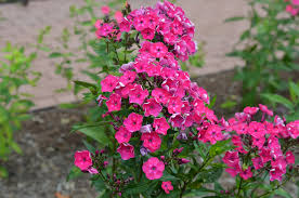 Image result for Motandra paniculata