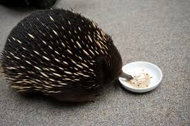 Here are some fun facts: Short Beaked Echidna Australia S Fast Tongue Travel Tales Of Life