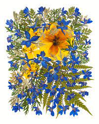 The blue and yellow macaws breed in the swampy tropical rainforests of south america from panama south to brazil, bolivia and paraguay. Blue And Yellow Dried Flowers Art Mixed Media By Ziggy Print