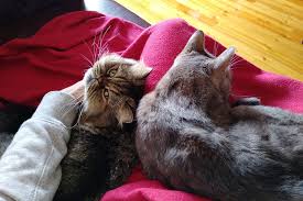 Cats groom each other when they have bonded together. Why Do Cats Lick Groom Each Other Hint It S Probably Not What You Think