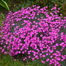 Each of the 5 petals have serrated edges, looking as if they have been trimmed with pinking shears, hence the common name 'pinks'. Firewitch Garden Pinks Dianthus Firewitch High Country Gardens