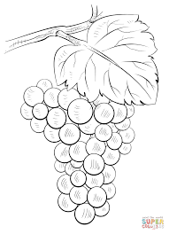 Brunch Of Grapes Flower Drawing Tutorials Grape Drawing Fruits Drawing