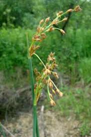Image result for Scirpus pendulus