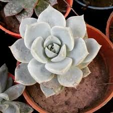 Sus areolas, los órganos desde donde brotan espinas y flores. Jacinto Que Diferencia Hay Entre Suculentas Y Cactus Facebook