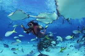 Spot Terbaik Untuk Scuba Diving