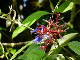 Image result for Oldenlandia angolensis