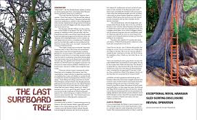 The Last Surfboard Tree - The Surfers Journal