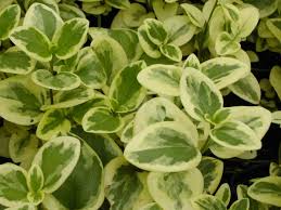 Image result for Vinca major