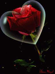 Bnmbnn Beautiful Roses Red Rose Flower Flowers Gif