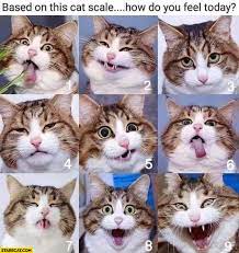 People often say that how well you slept and which side of the bed you woke up on may determine your mood for the day. Based On This Cat Scale How Do You Feel Today Starecat Com