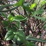 Image result for Afrocanthium mundianum
