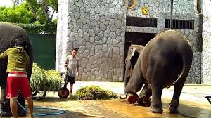 Kebun binatang adalah salah satu pilihan rekreasi publik yang mudah dijangkau. Atrakasi Gajah Di Kebun Binatang Maharani Wbl Youtube