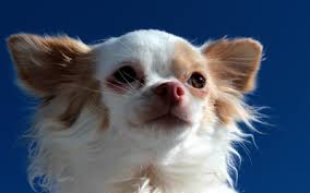 Advertise a pet for free. Hydrocephalus In Toy Breed Puppies Vca Animal Hospital