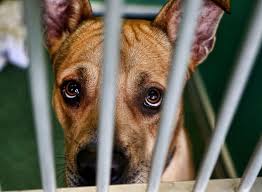 There are so many loving adoptable pets right in your community waiting for a family to call every month, the petco foundation hosts or sponsors adoption events nationwide. Dog Cat Drop Off Rules Get Tougher At Palm Beach County Shelter South Florida Sun Sentinel South Florida Sun Sentinel