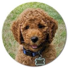 Cockapoo puppies at pet puppies for sale are an ideal designer puppy for a family looking for a low shedding pup, with high personality. How Much Does A Cockapoo Cost 2021 We Love Doodles
