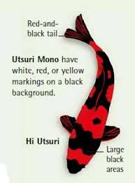 Koi Fish Color Meaning Chart