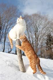 How Can Cats Look So Effortlessly Elegant And Beautiful Cute Cats Cats Cat Photography