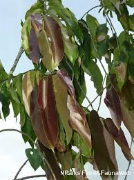 Image result for Drypetes sclerophylla