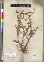 Image result for Sphaeranthus gomphrenoides