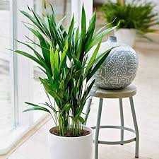 Insects are a natural part of the environment and many do breed in soils and. How To Grow And Care For Areca Palm Gardener S Path