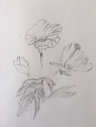 Gentil coquelicot mesdames, gentil coquelicot nouveau,. Apprendre A Dessiner Un Bouquet De Coquelicot En 3 Etapes Art Express