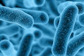 Then it was an unknown mystery disease which caused many. Q A Legionella And Legionellosis Legionnaires Disease Nova Scotia Health Authority