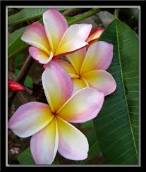 Nicaraguan Plumeria Flowers Plumeria Frangipani