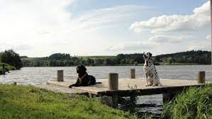 Check spelling or type a new query. Baden Mit Hund In Bayern Hunde 100 Willkommen