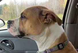 Pitbull Boxer Mix Black And Brown American Pitbull Boxer Mix Google Search Pitbull Boxer Mix Puppy Mix Pitbull Mix