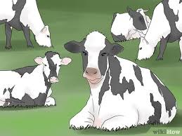 See full list on wikihow.com How To Start A Cattle Farm With Pictures Wikihow