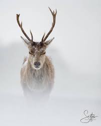 Deer In The Snow Nature Animal Wildlife Snow Outdoor Winter Animal Photography Animals Beautiful Animals