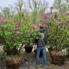 Image result for Syringa meyeri ´Palibin