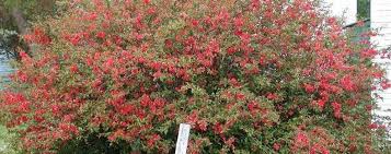 Quinces are sometimes used in preserves and jellies. Chaenomeles Species Flowering Quince Japanese Quince Chaenomeles Speciosa