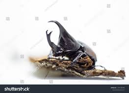 Mango Beetle Like Rhinoceros Stock Photo 1194140350 | Shutterstock