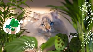 How to make an indoor edible cat garden for cats. Cat Friendly Indoor Houseplants For Beginners Apollo Fluffy Cat Blog About Cats And Eco Friendly Living