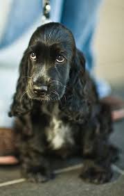 Black And Tan Cocker Spaniel For Sale Los Angeles Melbourne City 25 English Cocker Spaniel Puppies Cocker Spaniel Puppies Spaniel Puppies