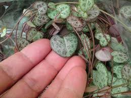 Image result for Ceropegia speciosa