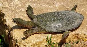 While not normally kept as pets, sea turtles generally are recognized as the fastest of the turtles. How Fast Are Turtles A Turtle That Can Reach 150 Mph Turtleowner Com