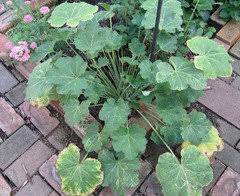 Many of my hollyhocks will continue to flower for another two or it helps that we heavily mulch the hollyhocks with a thick layer of leaf mold that the seeds can sink into. First Year Hollyhock Plant