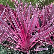 Cordyline Pink Passion Plant Kohl Palm Garden Akzent Grenze Immergrune Straucher Cordyline Rosa Leidenschafts P Palmen Garten Rosa Garten Garten Pflanzen