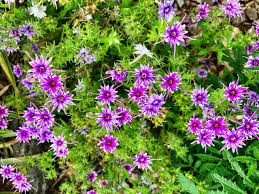 Image result for Pericallis hybrida