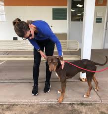 All hybrid or designer dogs are tough to get a good read on as there isn't much history to them. à¦Ÿ à¦‡à¦Ÿ à¦° Jamie Little Here Is Terk A Beautiful Doberman Pit Bull Mix He Was A Stray And Is Malnourished They Believe He Is 5 Https T Co 8cep1tkklf à¦Ÿ à¦‡à¦Ÿ à¦°