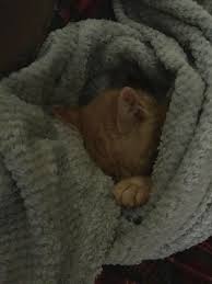 Don't bother me, i'm an mmda enforcer and my job is all i can accomplish in one day. Don T Bother Me I M Sleeping Aww